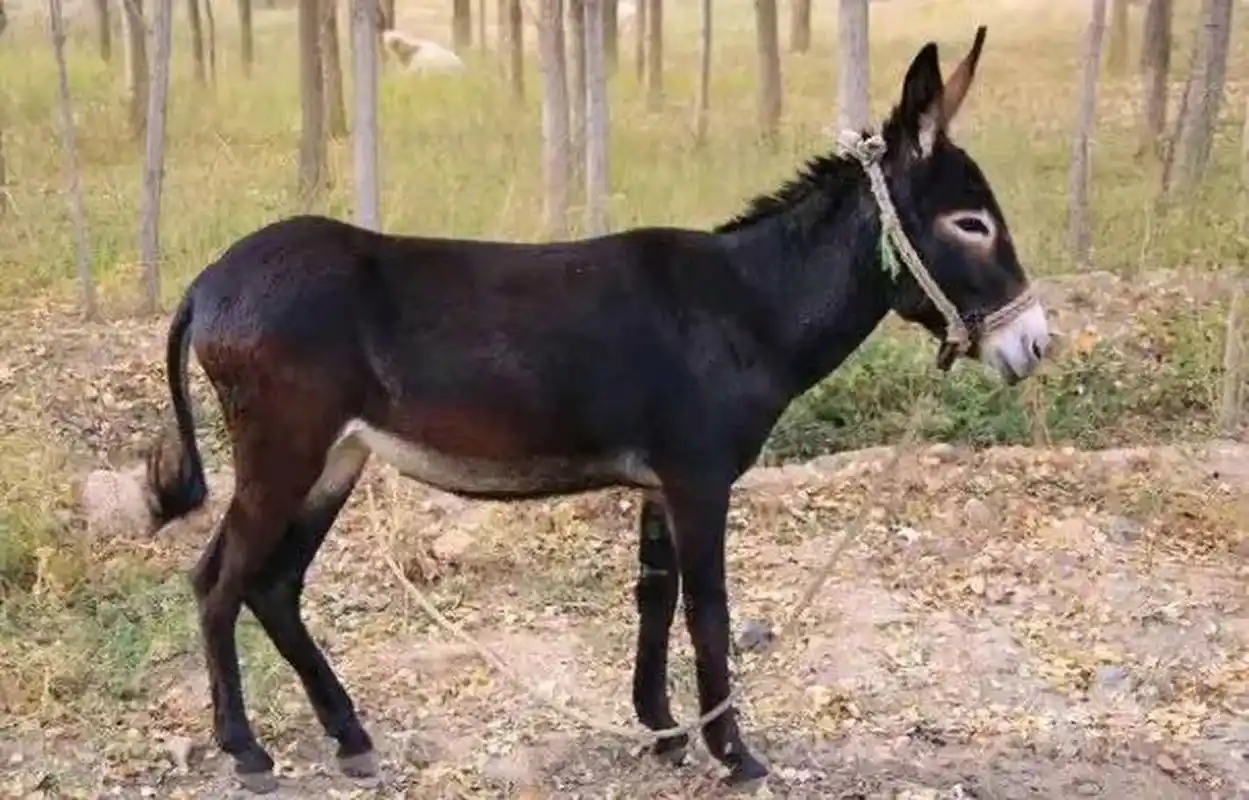 驴