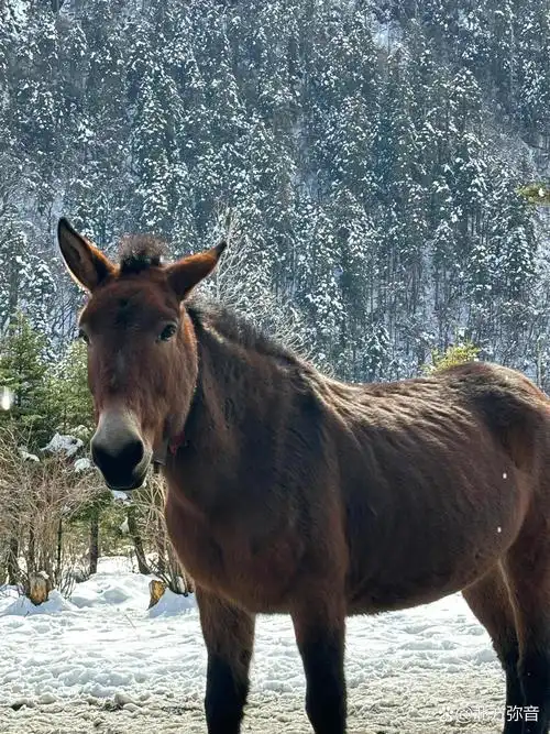 骡